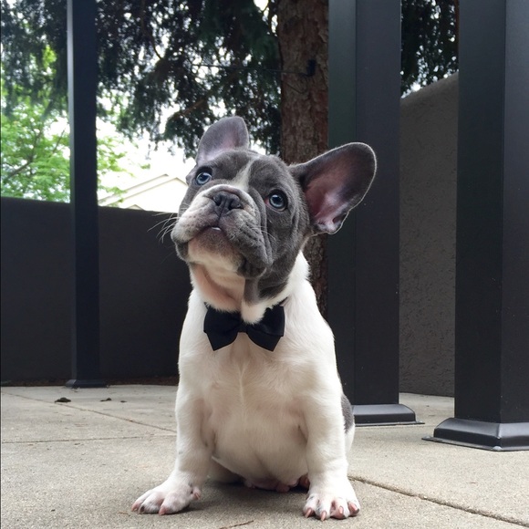 Meet your Posher, Johnnie - Picture 3 of 3